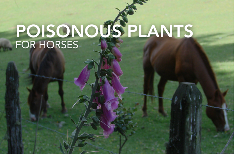 Poisonous Plants for Horses | Equine Science Matters™